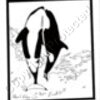 Killer Whales Breaching Artwork