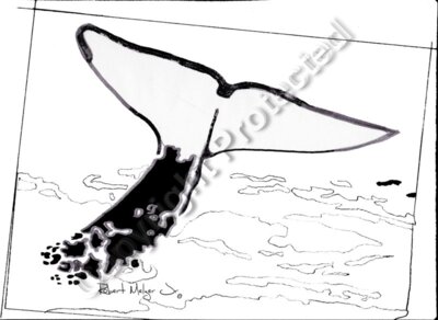 Whale Tail Sketch Artwork #1