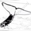 Whale Tail Sketch Artwork #1