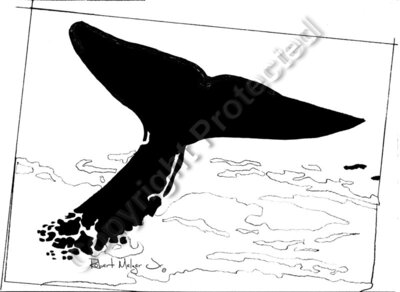 Whale Tail Sketch Artwork #2