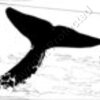 Whale Tail Sketch Artwork #2