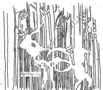 White Tail Buck in Pine Forest Sketch Artwork