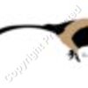 Pheasant Artwork #1