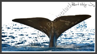 Whale Tail Breaching Artwork 