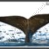 Whale Tail Breaching Artwork 