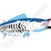 Wahoo Inspired Artwork