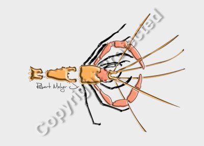 Prawn Artwork